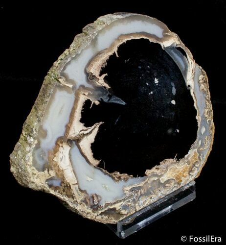 Blue Forest Petrified Wood Slice ( inches) #2736